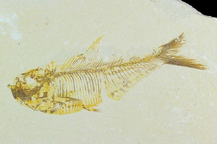 Bargain, Diplomystus Fossil Fish - Wyoming #126552